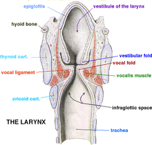 SpacesOfLarynx