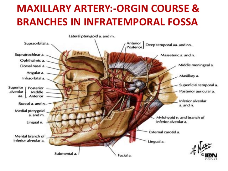 infraorbital artery