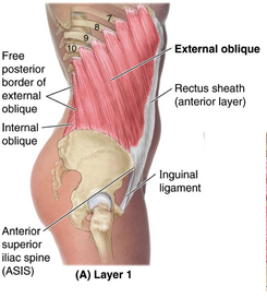 Abdomen:Muscles:Anterolateral abdominal muscles and aponeuroses, RANZCRPart1 Wiki