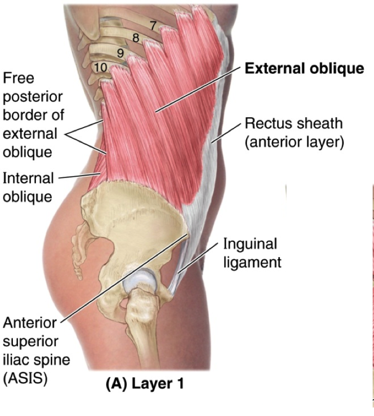 anterior inferior iliac spine muscle attachment