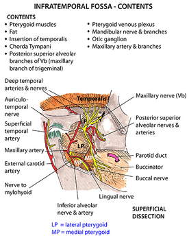 Infratemporal fossa:Mandibular n. & branches, RANZCRPart1 Wiki