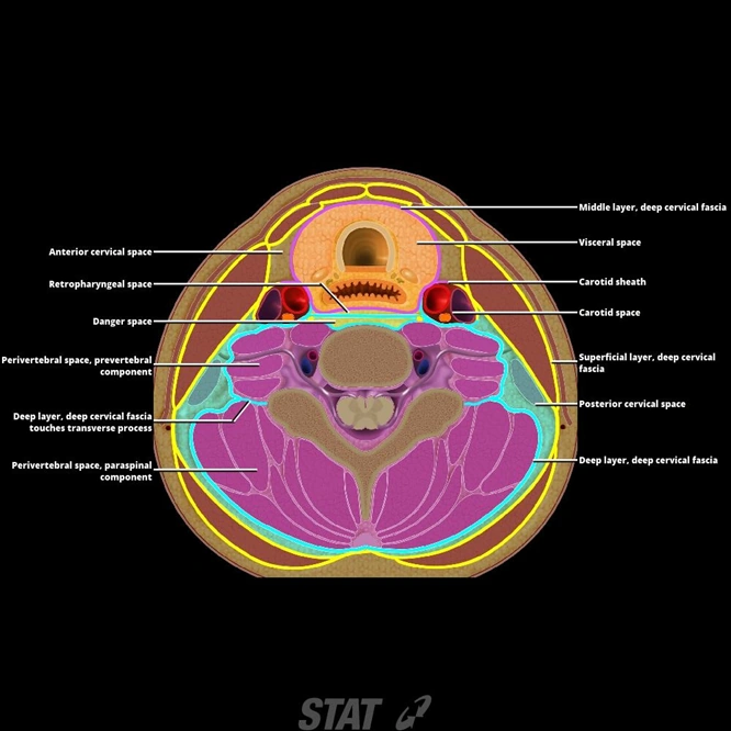 Other neck spacesRetropharyngeal space RANZCRPart1 Wiki Fandom