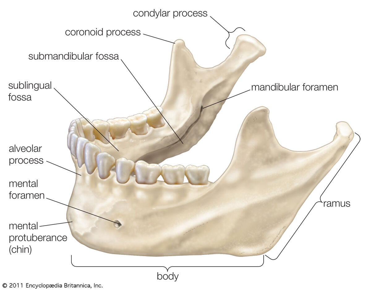 submandibular fossa