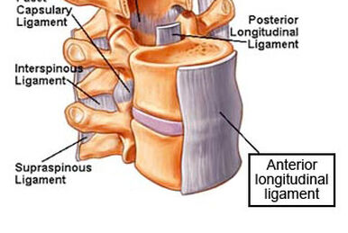 Abdomen:Muscles:Anterolateral abdominal muscles and aponeuroses, RANZCRPart1 Wiki