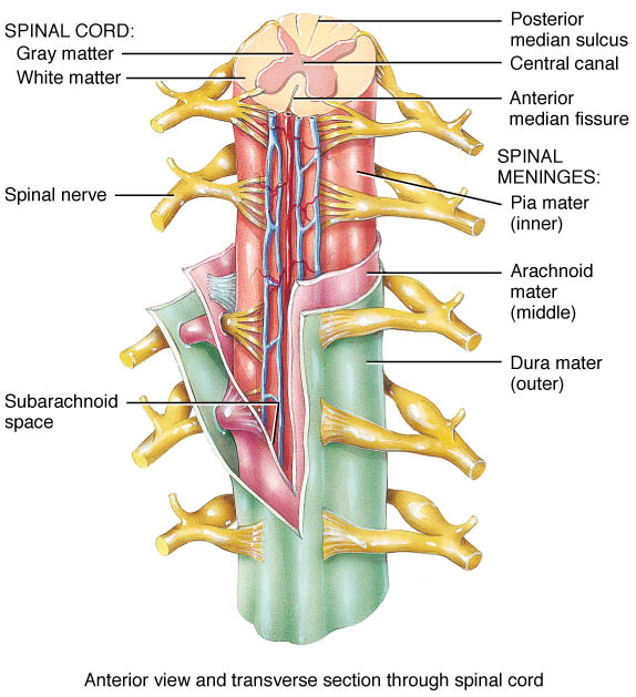 lumbar puncture layers