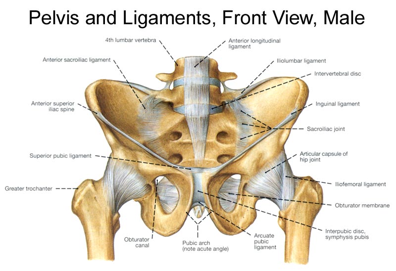 inferior pubic ligament