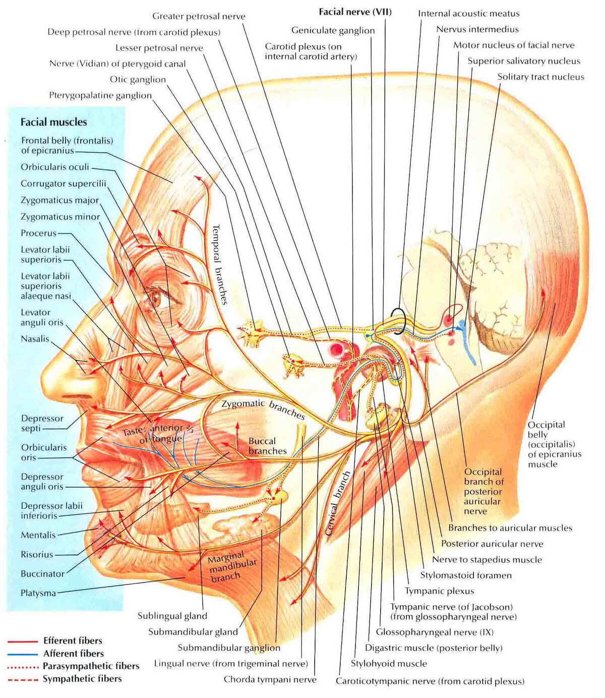 facial nerve anatomy