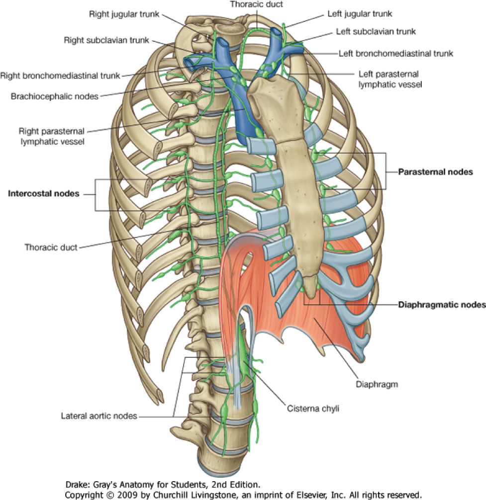 Mediastinum - Wikipedia