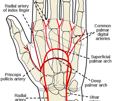 Arterial structure:Radial & Ulnar:Superficial palmar arch