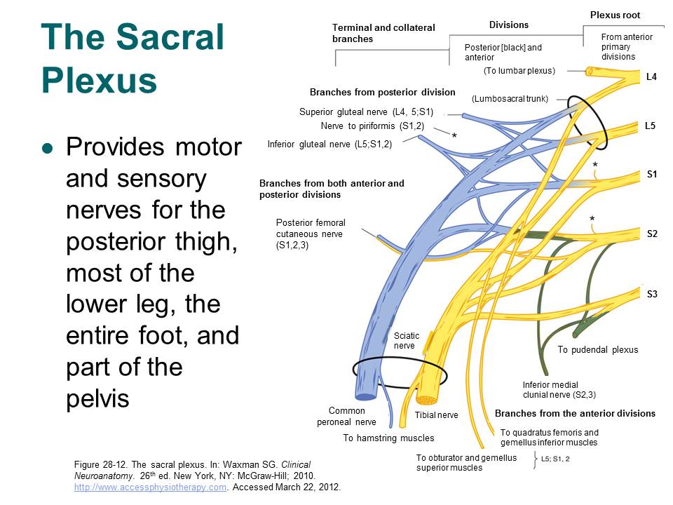 Nerves Pelvis Sacral Plexus Ranzcrpart1 Wiki Fandom