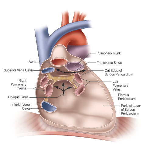 transverse sinus heart