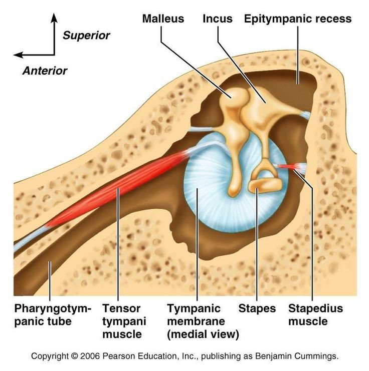 Infratemporal fossa:Mandibular n. & branches, RANZCRPart1 Wiki