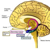 Key Gyri Hippocampus Components Ranzcrpart1 Wiki Fandom