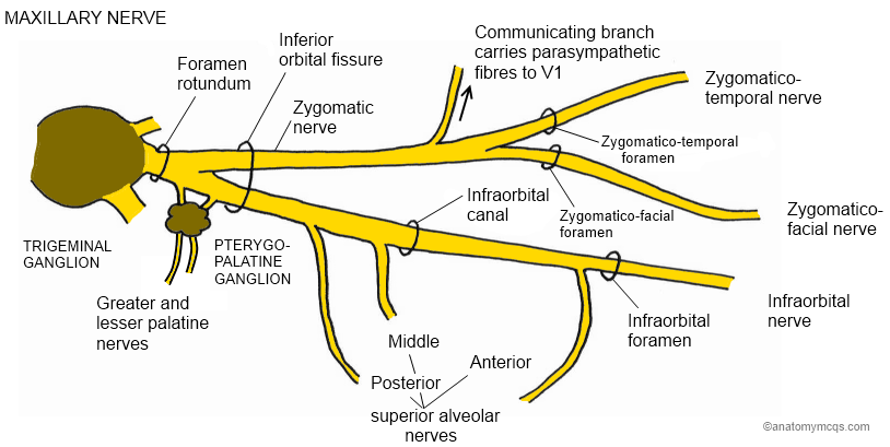 infraorbital foramen of maxilla