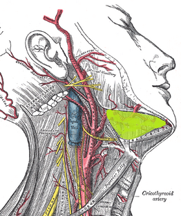 Marginal mandibular branch of the facial nerve - Wikipedia