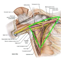 Regions Anterior Axilla Contents Ranzcrpart1 Wiki Fandom