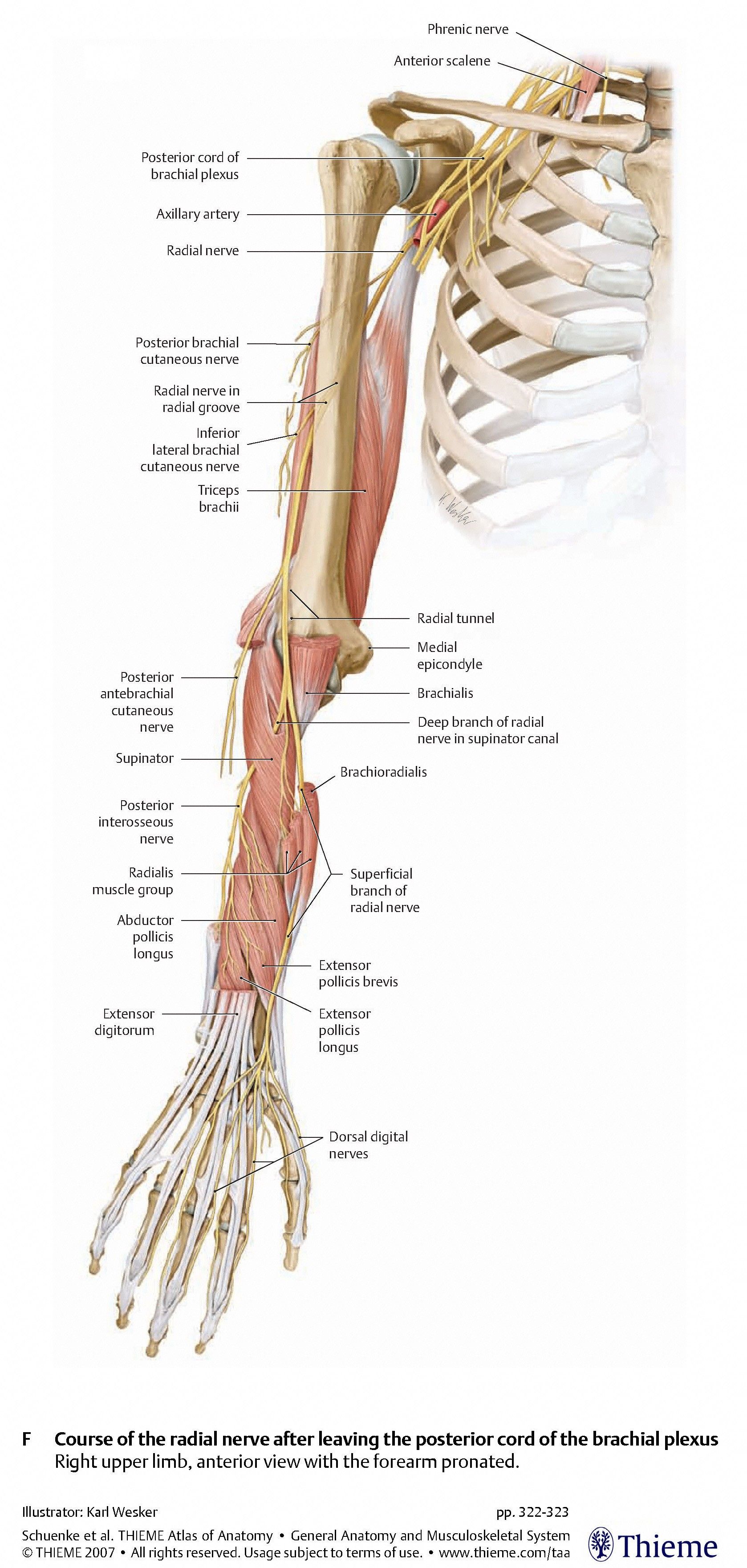 Nerves:Arm/Shoulder:Radial nerve course, relations and innervation