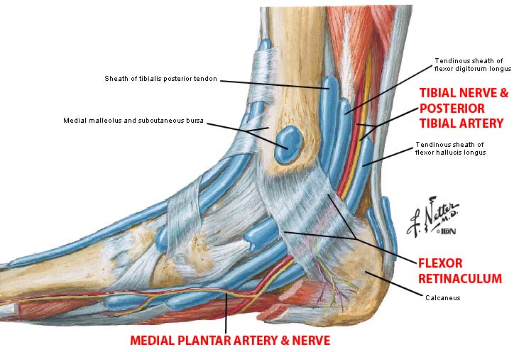 Muscles:Deep fascia:Flexor Retinaculum | RANZCRPart1 Wiki | Fandom