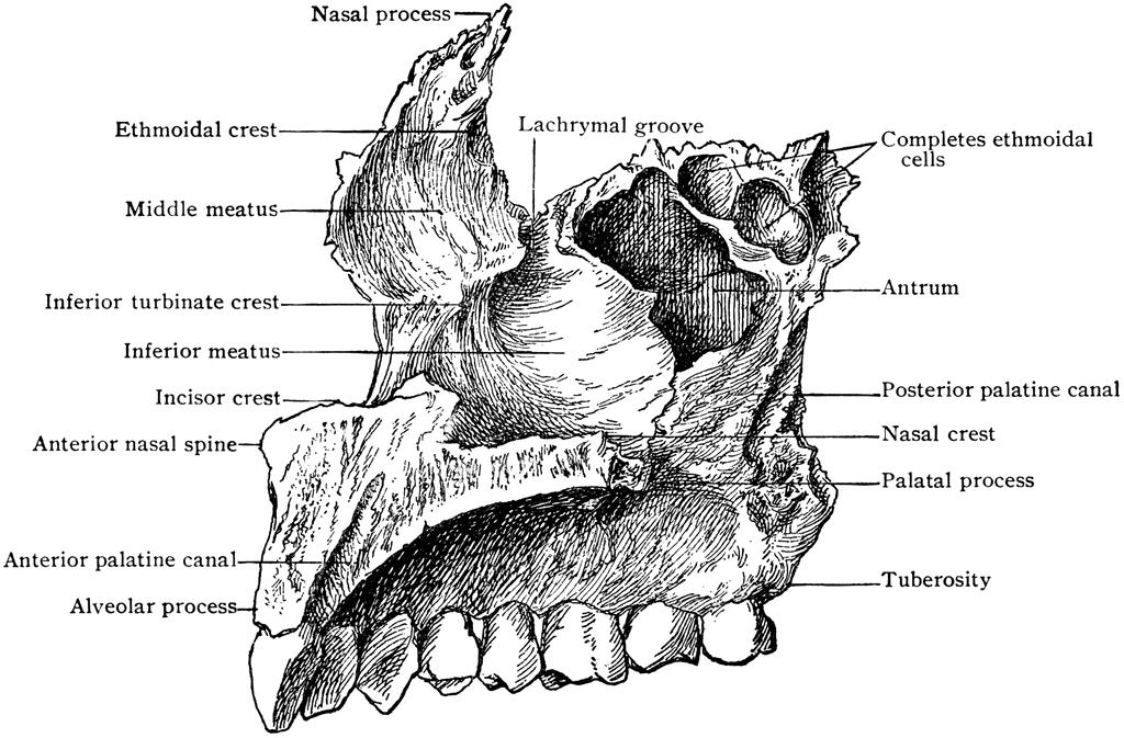 palatal process of maxilla