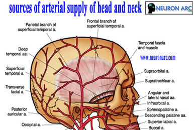 Infratemporal fossa:Mandibular n. & branches, RANZCRPart1 Wiki