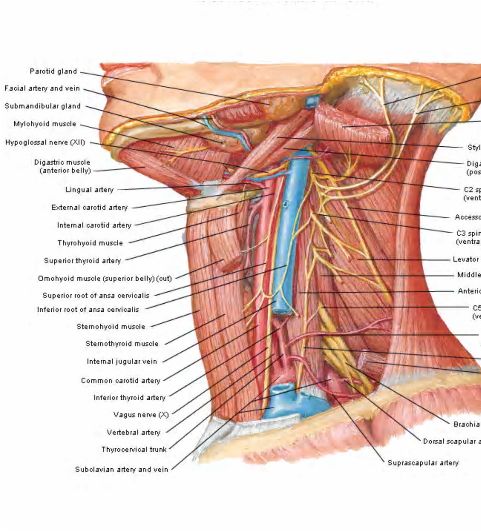 jugular vein and carotid artery