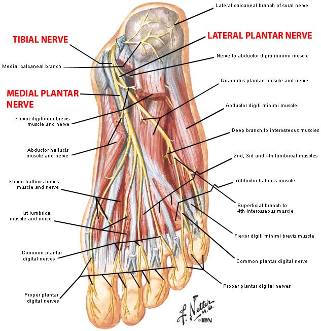 medial plantar nerve