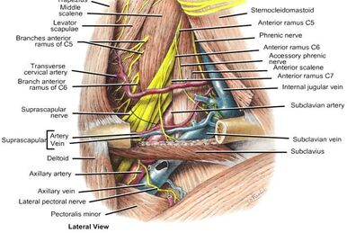 Infratemporal fossa:Mandibular n. & branches, RANZCRPart1 Wiki