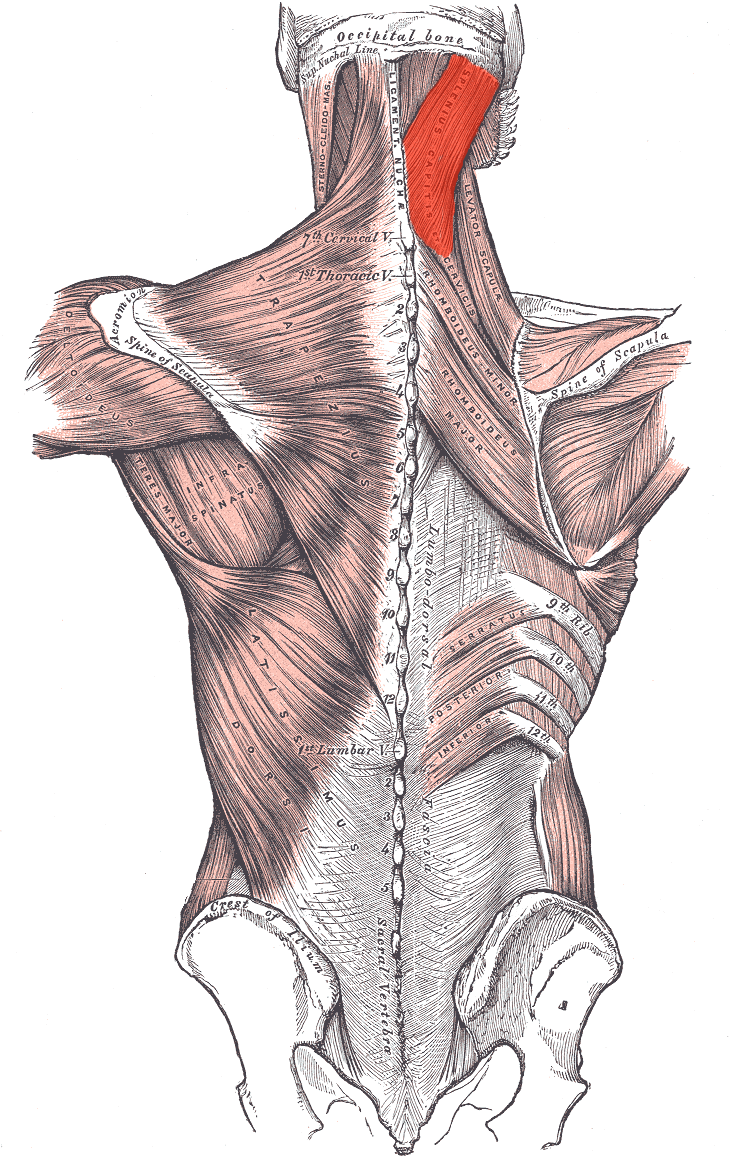 Semispinalis Cervicis