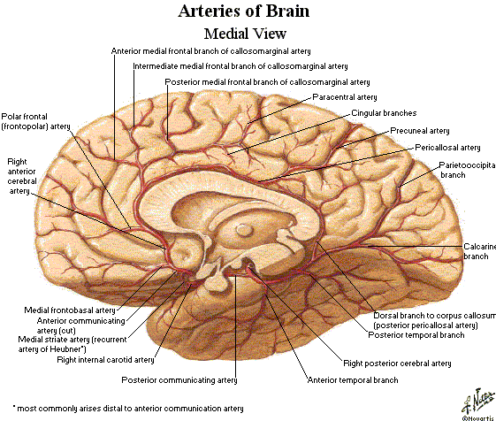 anterior cerebral artery