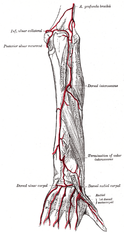 Nerves:Arm/Shoulder:Ulnar nerve course, relations and innervation, RANZCRPart1 Wiki