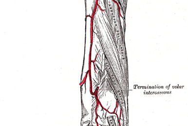 Ligaments:Knee joint:Patellar retinacula, RANZCRPart1 Wiki