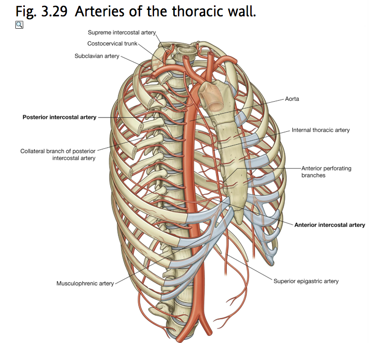 intercostal arteries