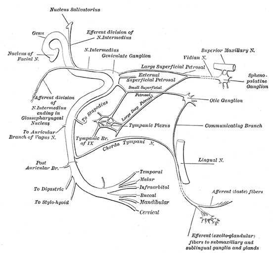 Infratemporal fossa:Mandibular n. & branches, RANZCRPart1 Wiki