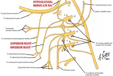 Infratemporal fossa:Mandibular n. & branches, RANZCRPart1 Wiki