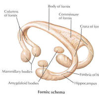 Featured image of post Fornix Anatomy The fornix of the conjunctivae refers to loose arching folds connecting the conjunctival in anatomy a vault like or arched structure