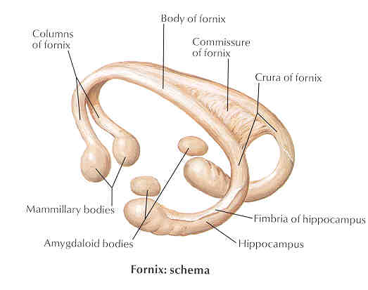 lateral fornix of brain