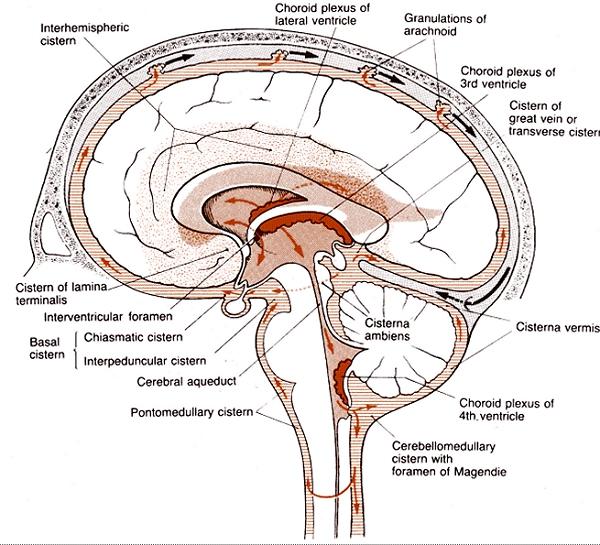 basal cisterns anatomy