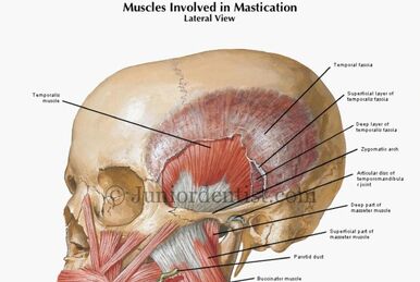 Infratemporal fossa:Mandibular n. & branches, RANZCRPart1 Wiki