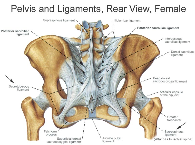 interosseous ligament sacrum