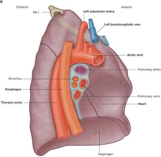 Thorax Venous Structure Pulmonary Veins Ranzcrpart1 Wiki Fandom