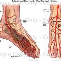 Short Notes On The Blood Supply Of The Foot Ranzcrpart1 Wiki Fandom