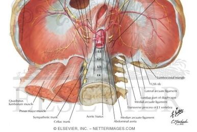 Infratemporal fossa:Mandibular n. & branches, RANZCRPart1 Wiki