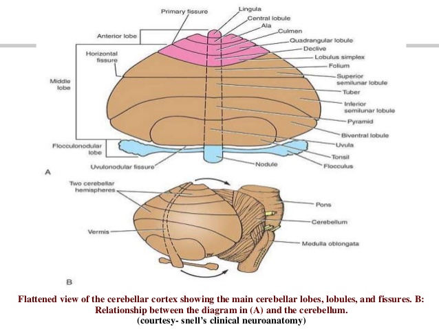 lingula cerebellum