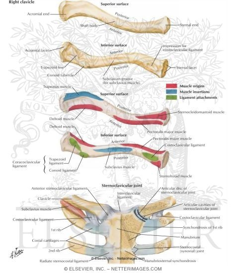 Nerves:Arm/Shoulder:Ulnar nerve course, relations and innervation, RANZCRPart1 Wiki