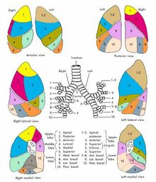 Lungsegments