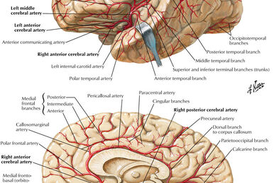 Superior cerebral veins - Wikipedia
