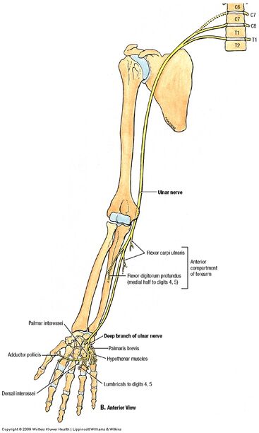 Nerves:Arm/Shoulder:Ulnar nerve course, relations and innervation