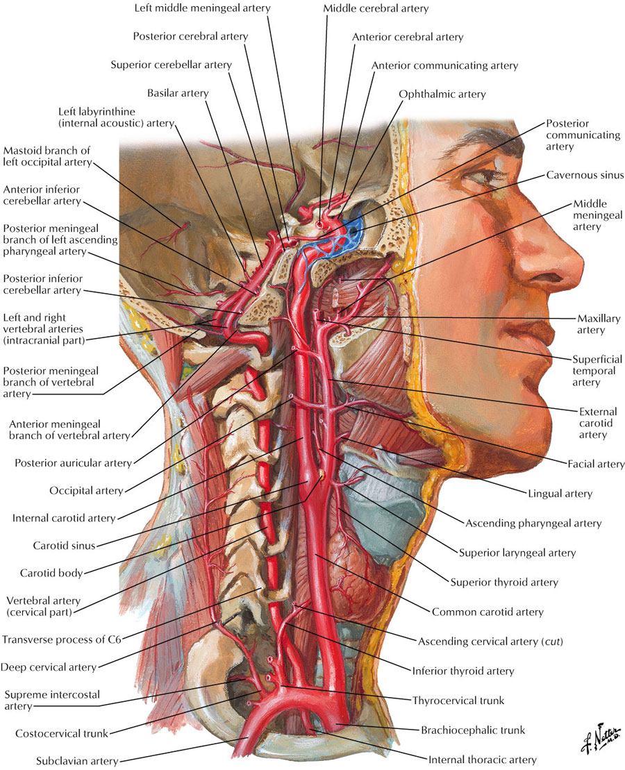 脳神経外科  Internal Carotid Artery 内頚動脈 Internal carotid artery - Wikipedia