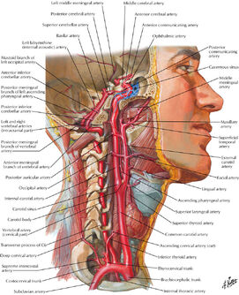 Carotid sheath:Internal carotid artery | RANZCRPart1 Wiki Carotid sheath:Internal carotid artery | RANZCRPart1 Wiki