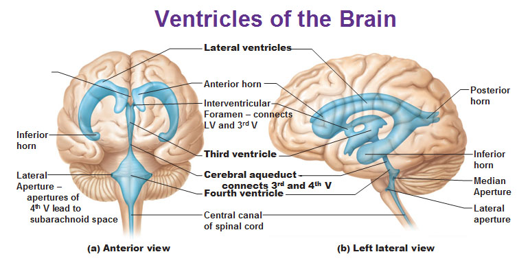 Lateral Ventricles Ranzcrpart1 Wiki Fandom 7687